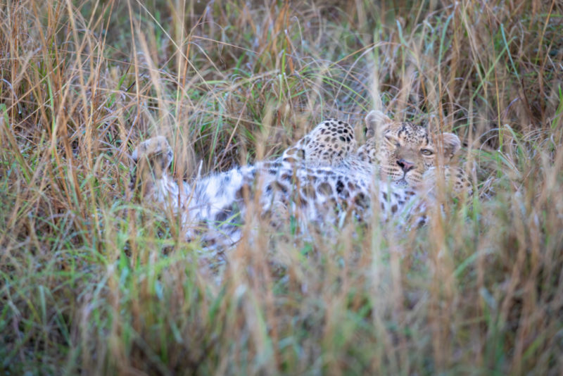 Leopard