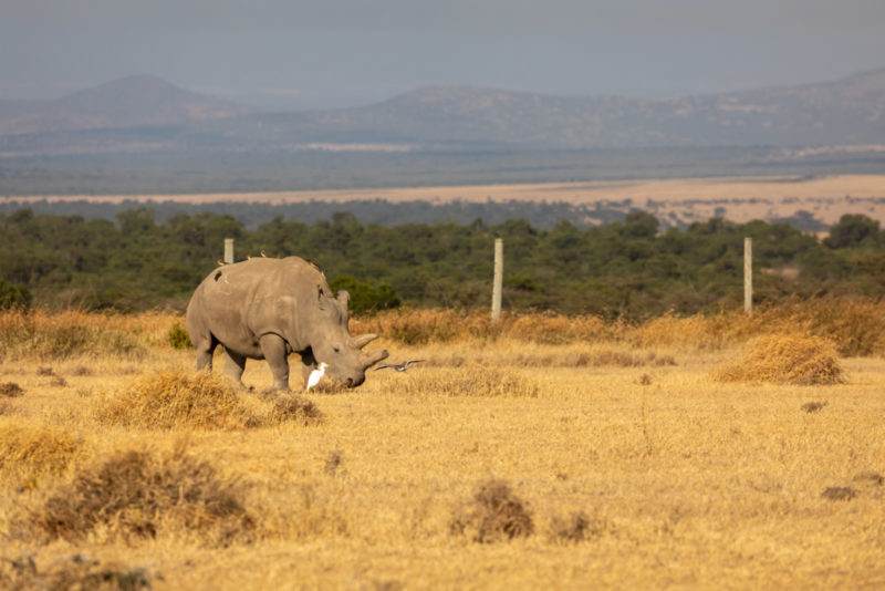 Nördliches Breitmaulnashorn