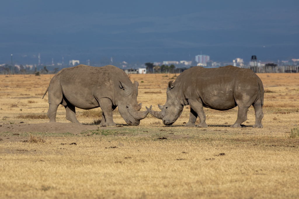 Südliches Breitmaulnashorn