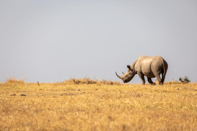 Spitzmaulnashorn