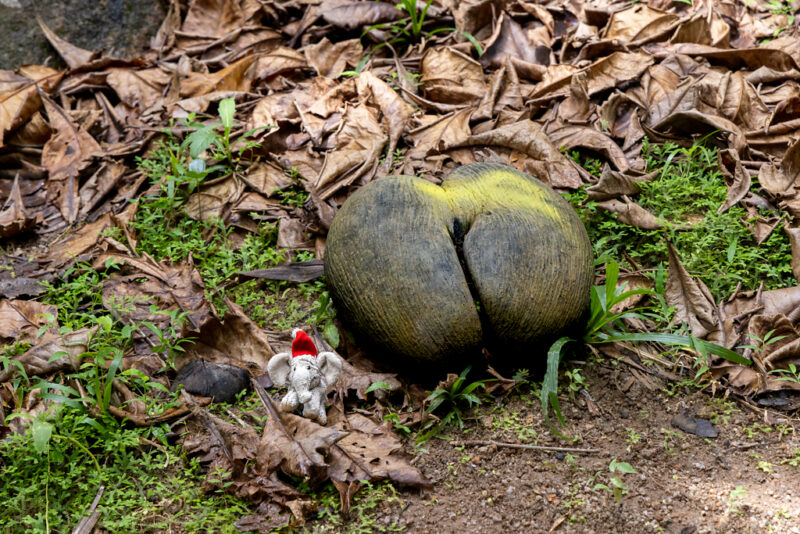 Samen der Coco-de-Mer mit dem 5 cm großen Charlitos als Größenvergleich