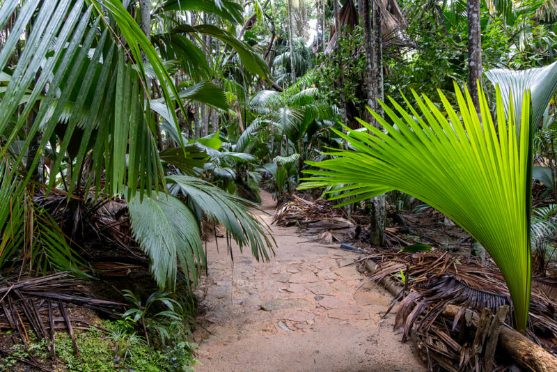 Coco-de-Mer