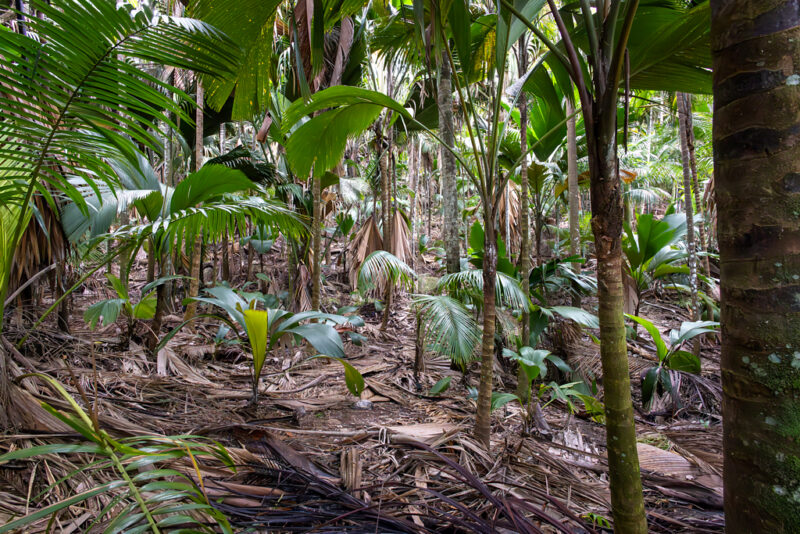 Vallée de Mai