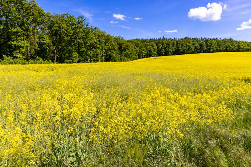 Rapsfeld