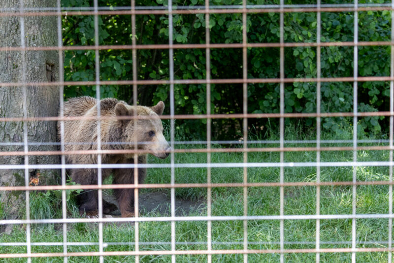 Braunbär