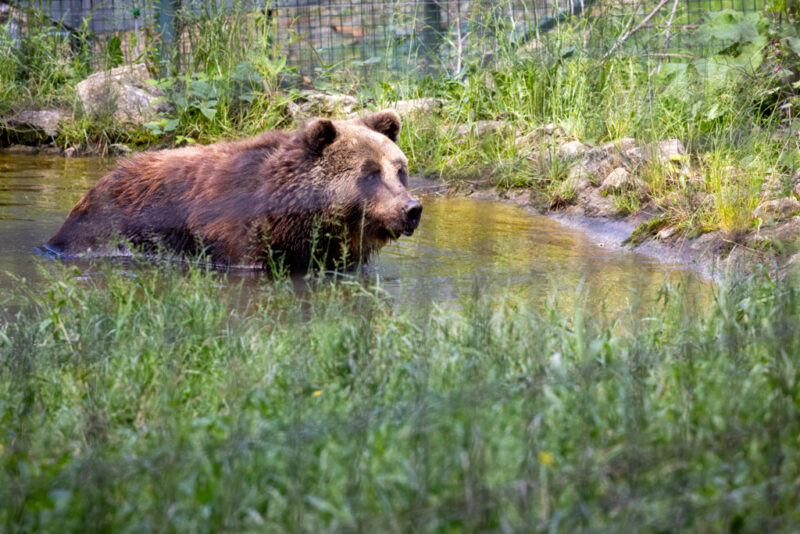Braunbär