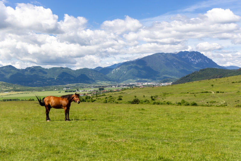 Landschaft bei Bran