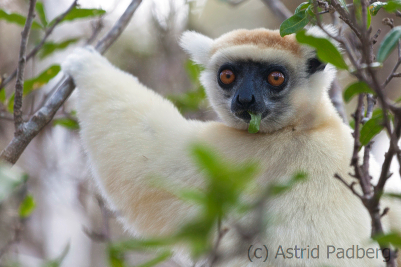 Golden-crowned-sifakaTattersalls-sifakaPropithecus-tattersalli