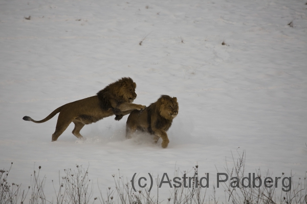 Löwen im Schnee, Zoo Wuppertal