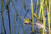 Teichfrosch  oder Wasserfrosch