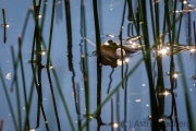 Teichfrosch  oder Wasserfrosch