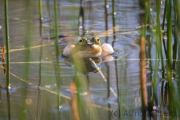 Teichfrosch  oder Wasserfrosch