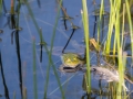 Teichfrosch  oder Wasserfrosch