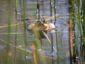 Teichfrosch  oder Wasserfrosch