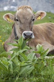 Dachstein und 5-Hütten-Weg