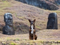 Rano Raraku