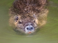 Nutria; Biberratte