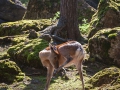 Sikahirsch