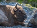 Wisent