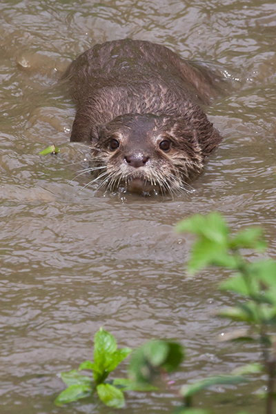 Zwergotter; oriental small-clawed otter; Amblonyx cinerea