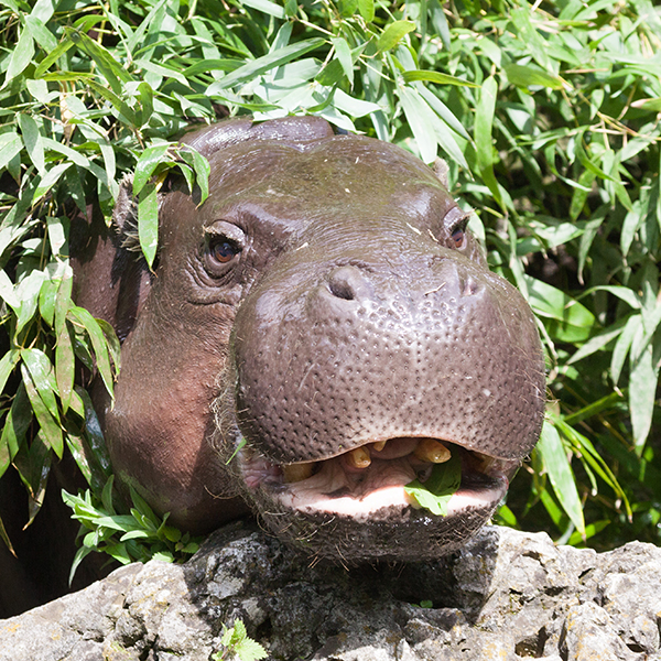 Zwergflusspferd; pygmy hippopotamus; Choeropsis liberiensis; Hexaprotodon liberiensis
