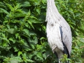 Graureiher; grey heron; Ardea cinerea