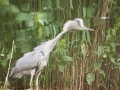 Graureiher; grey heron; Ardea cinerea