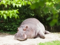 Flusspferd; hippopotamus; Hippopotamus amphibius