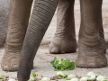 Afrikanischer Elefant; African bush elephant; Loxodonta african