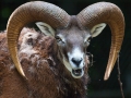 Mufflon; mouflon; Ovis orientalis orientalis