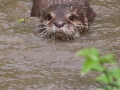 Zwergotter; oriental small-clawed otter; Amblonyx cinerea