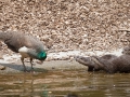 Zwergotter; oriental small-clawed otter; Amblonyx cinerea