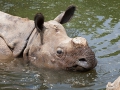 Panzernaßhorn; Indian rhinoceros; Rhinoceros unicornis