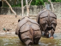 Panzernaßhorn; Indian rhinoceros; Rhinoceros unicornis