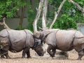 Panzernaßhorn; Indian rhinoceros; Rhinoceros unicornis