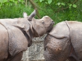 Panzernaßhorn; Indian rhinoceros; Rhinoceros unicornis