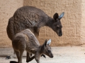 Westliches Graues Riesenkänguru; western grey kangaroo; Macropus fuliginosus