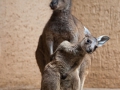 Westliches Graues Riesenkänguru; western grey kangaroo; Macropus fuliginosus