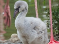 Rosa Flamingo; Greater flamingo; Phoenicopterus ruber roseus