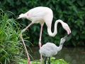 Rosa Flamingo; Greater flamingo; Phoenicopterus ruber roseus