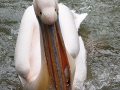 Rosa Pelikan; great white pelican; Pelecanus onocrotalus