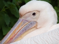 Rosa Pelikan; great white pelican; Pelecanus onocrotalus