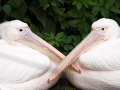 Rosa Pelikan; great white pelican; Pelecanus onocrotalus