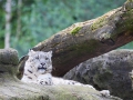 Schneeleopard; snow leopard; Panthera uncia syn. Uncia uncia