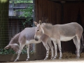Somali-Esel; African wild ass; African wild donkey; Equus africanus
