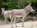 Somali-Esel; African wild ass; African wild donkey; Equus africanus