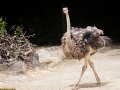 Strauß; common ostrich; Struthio camelus