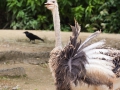 Strauß; common ostrich; Struthio camelus