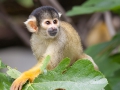 Totenkopfäffchen; Squirrel monkeys; Saimiri