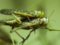 Wanderheuschrecke; short-horned grasshoppers; locust